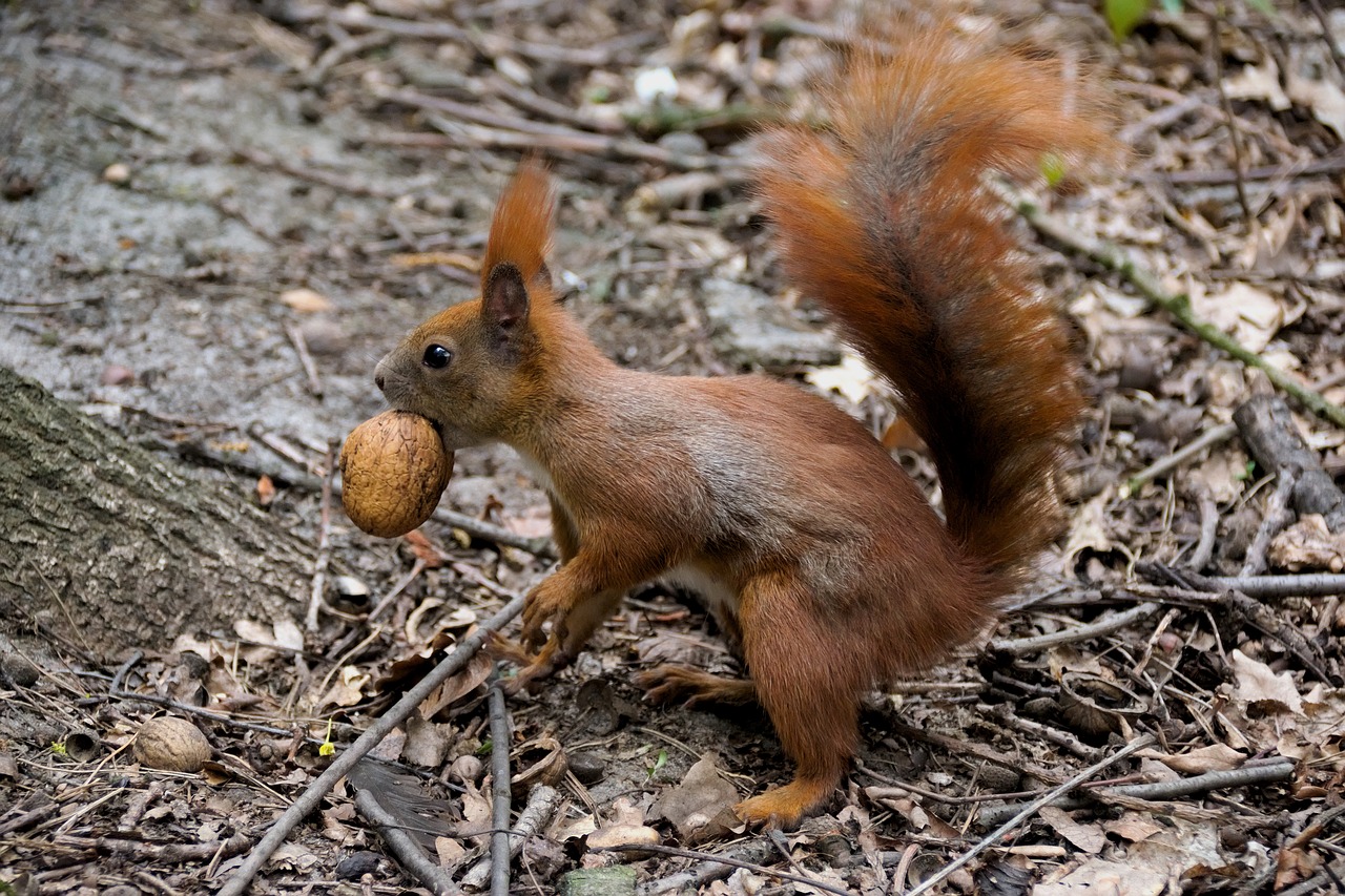 Image - animal the squirrel ruda nature