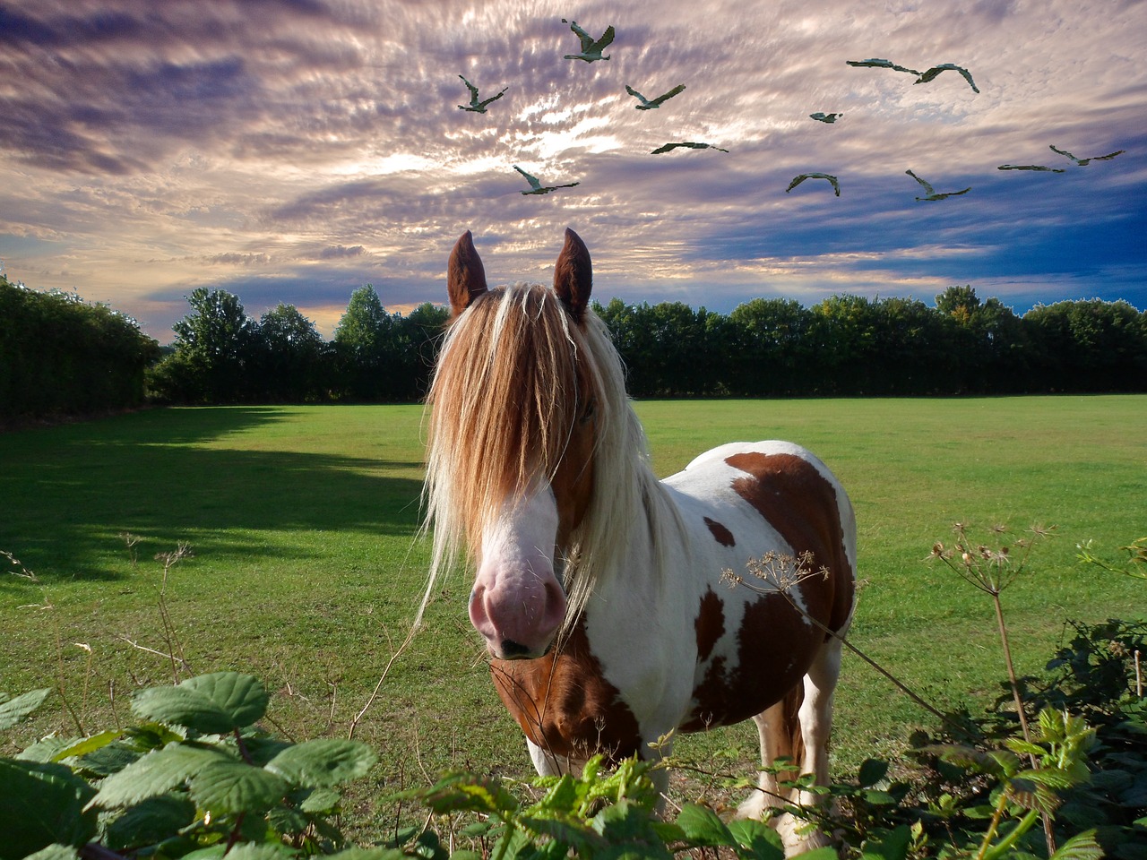 Image - horse sunset animal mane