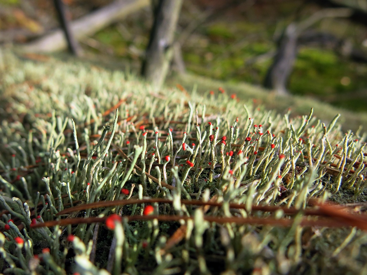 Image - moss log forest floor bemoost red