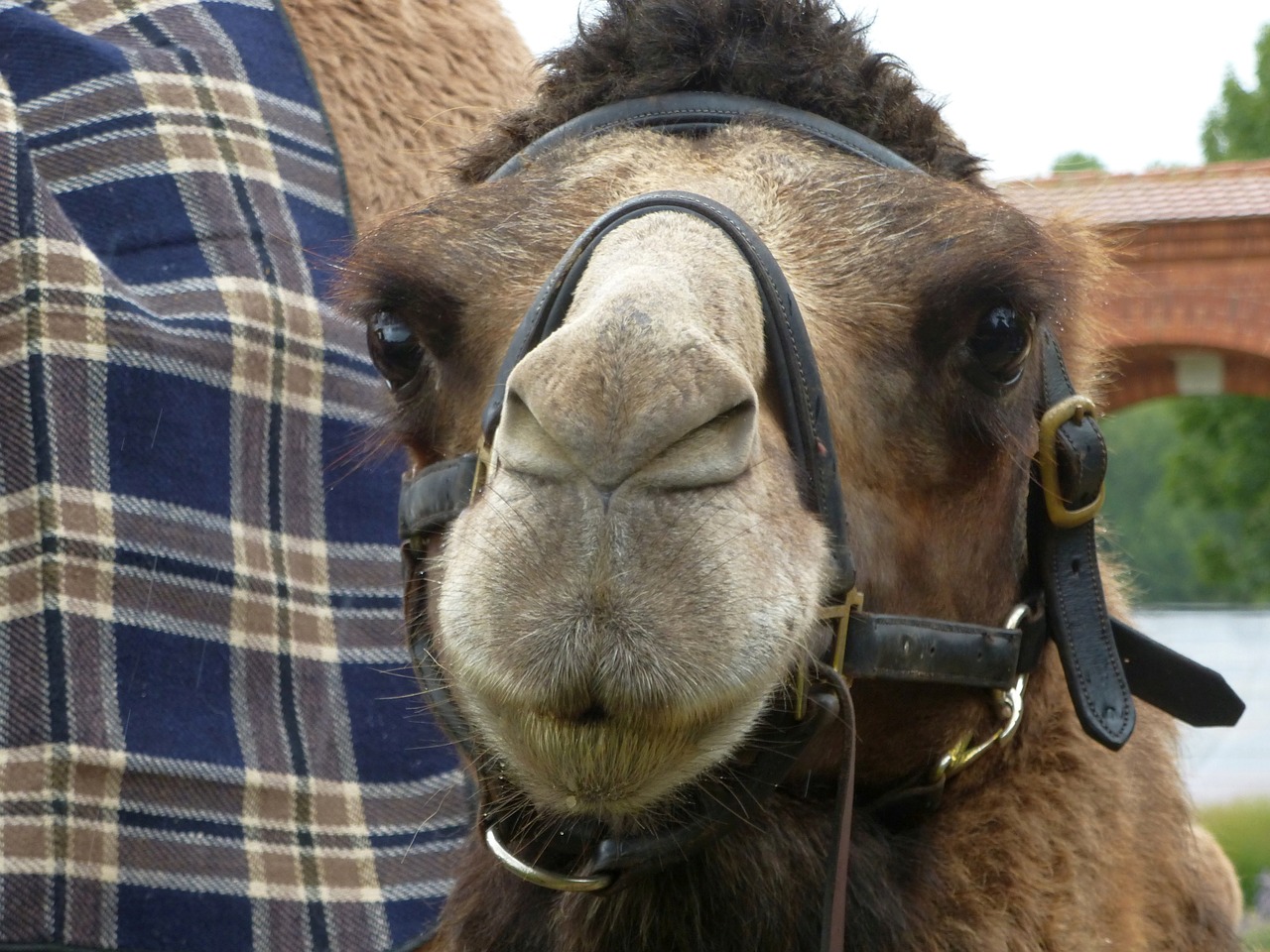 Image - camel face close hump