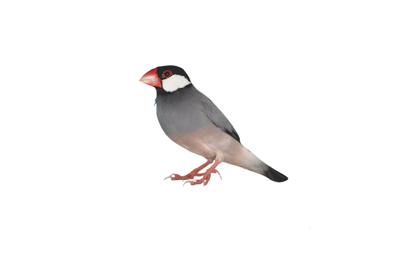 Image - png java sparrow sparrow bird