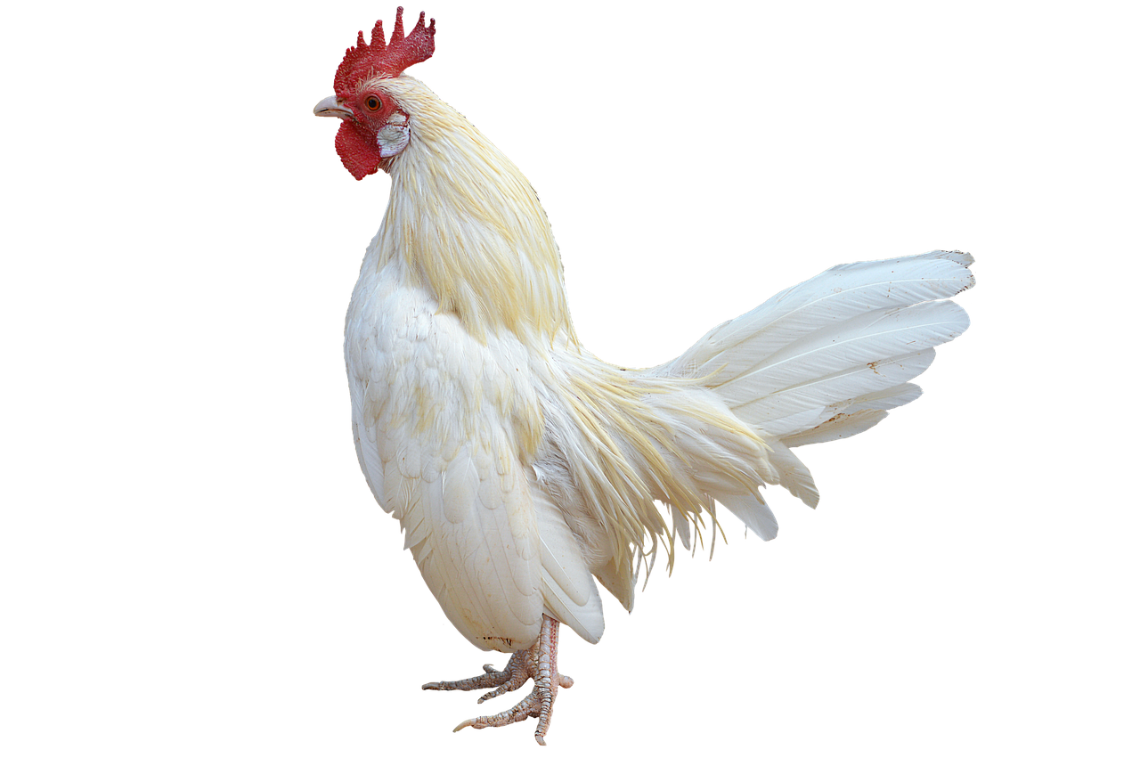 Image - png white cock gallo ave