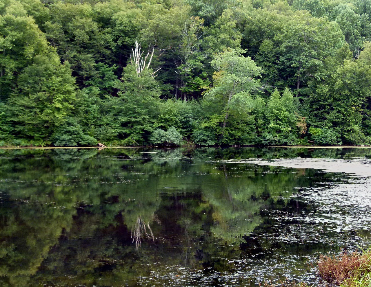 Image - lake weeds forest water nature