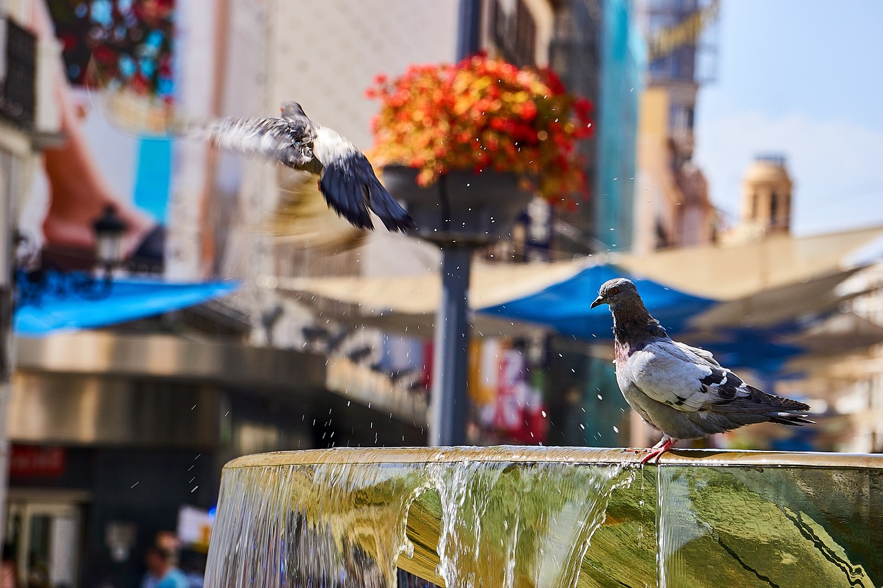 Image - spain madrid fountain pigeons