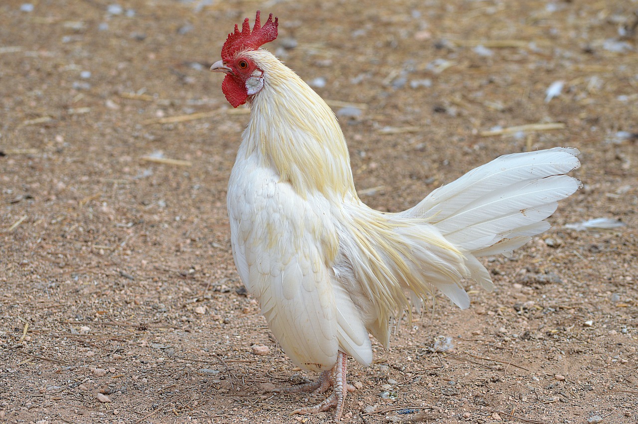 Image - white cock gallo ave domestic fowl