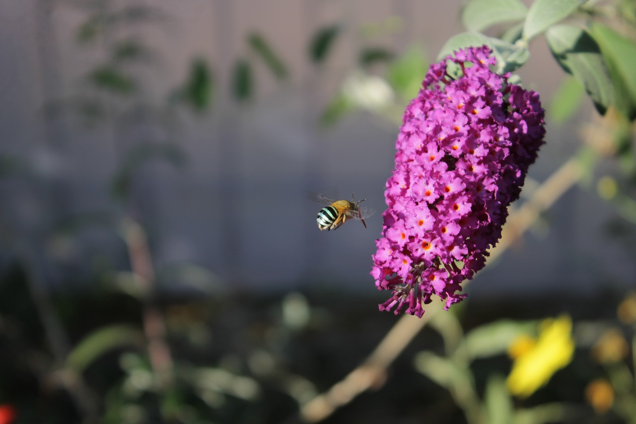 Image - buddleia flower bee purple