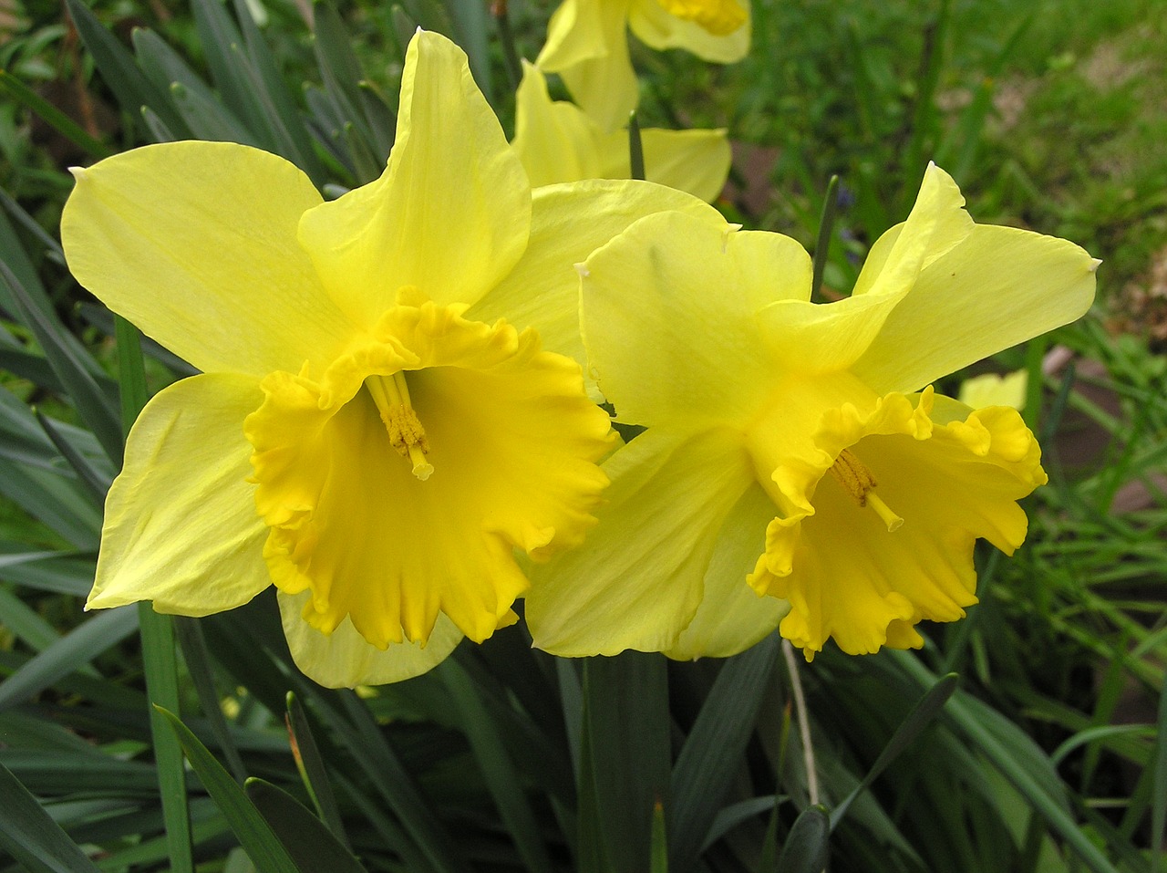 Image - daffodil flowers bulbs