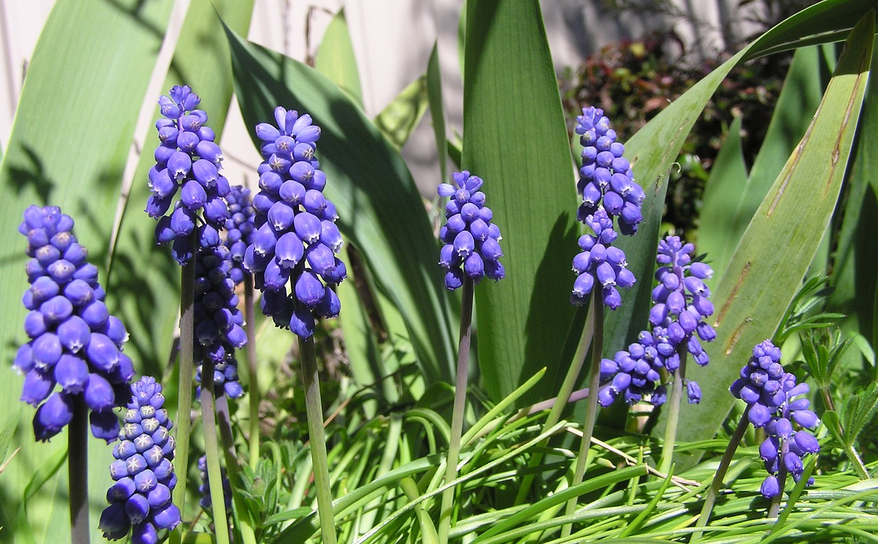 Image - blue grape hyacinth bulbs