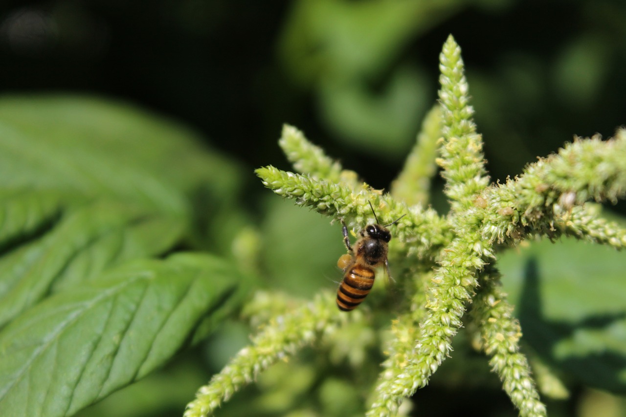 Image - bee amaranth flowers insect