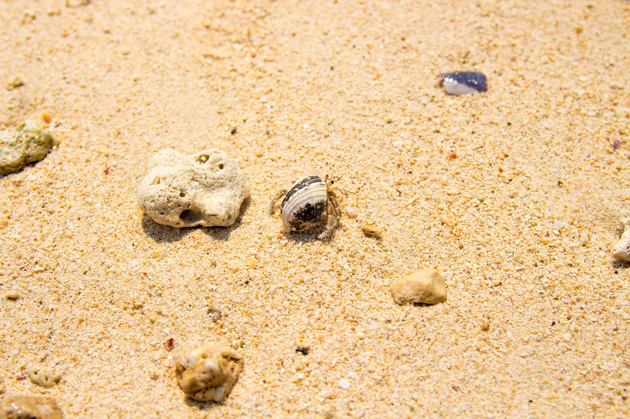 Image - sand beach crab hermit shell