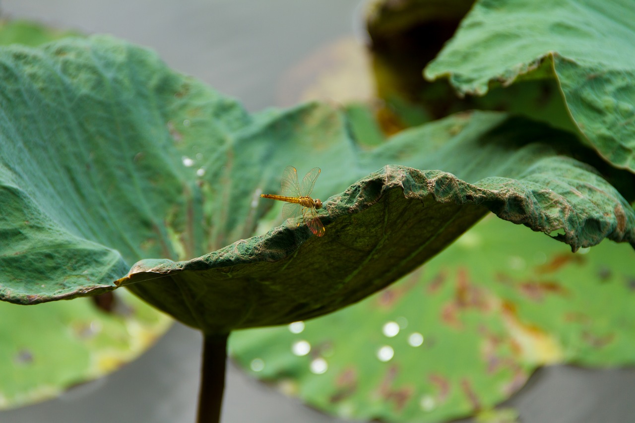 Image - lotus leaf butterfly water