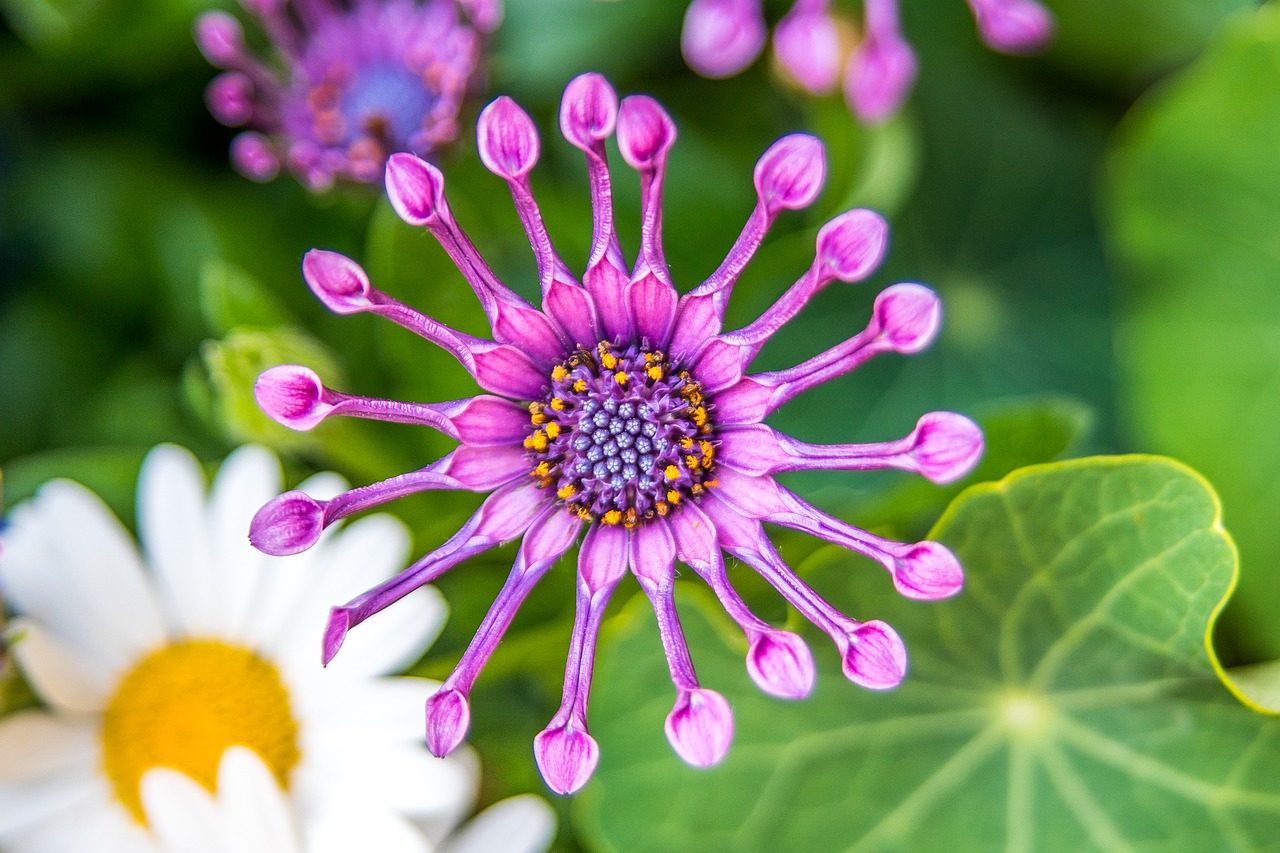 Image - flower loud circular nature shape