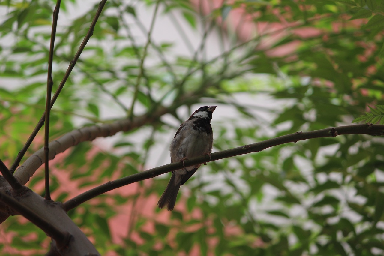 Image - bird tree branch usct