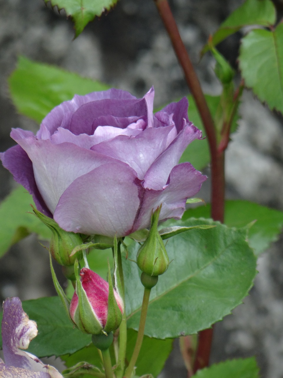 Image - pink purple garden rosebush violet