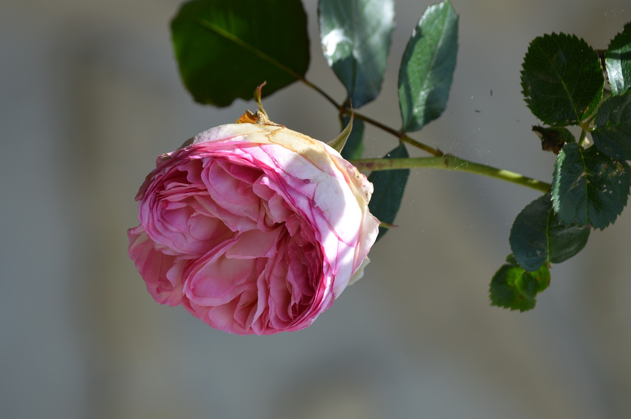 Image - pink rosebush pale pink flowering