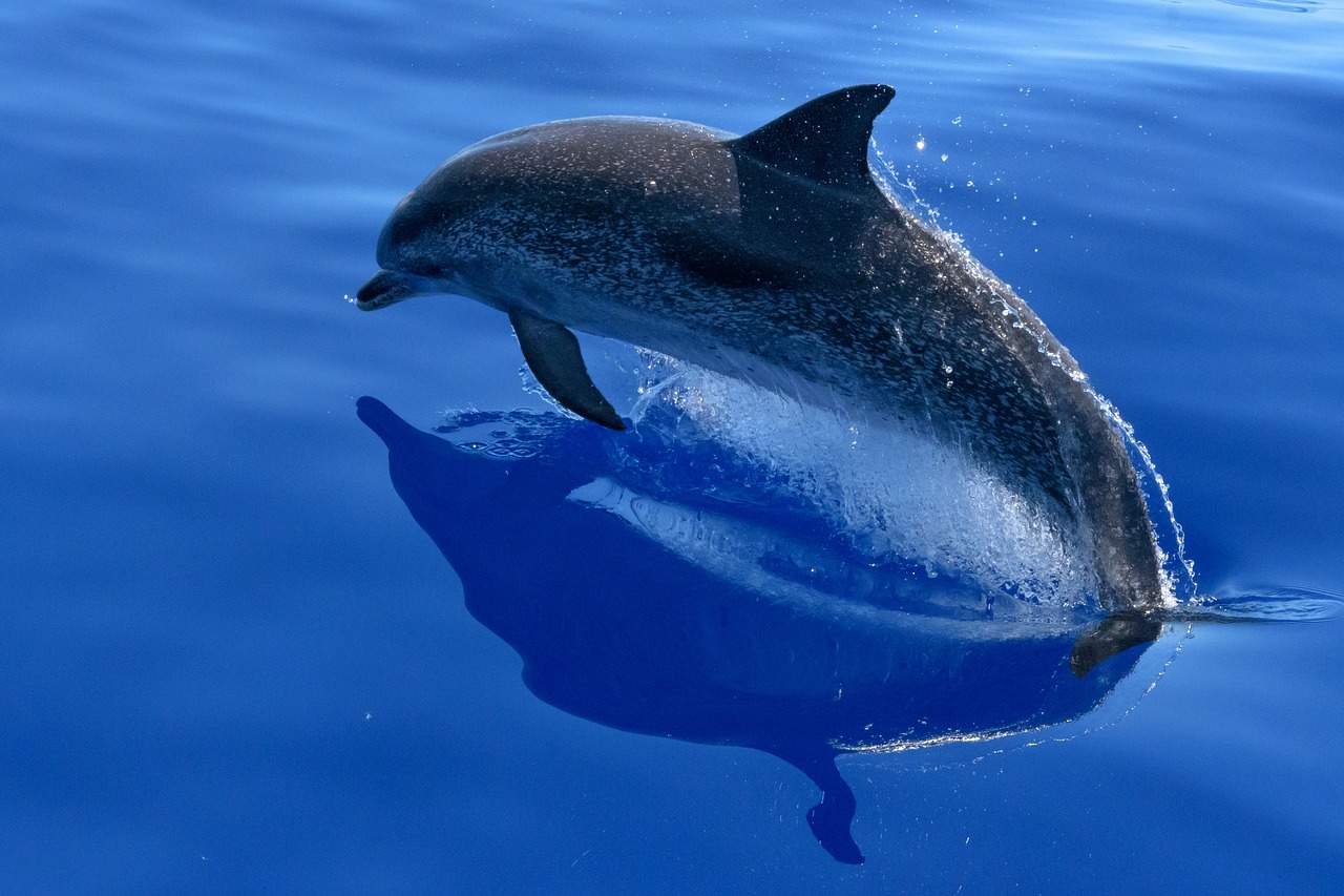 Image - dolphin sea marine mammals animals