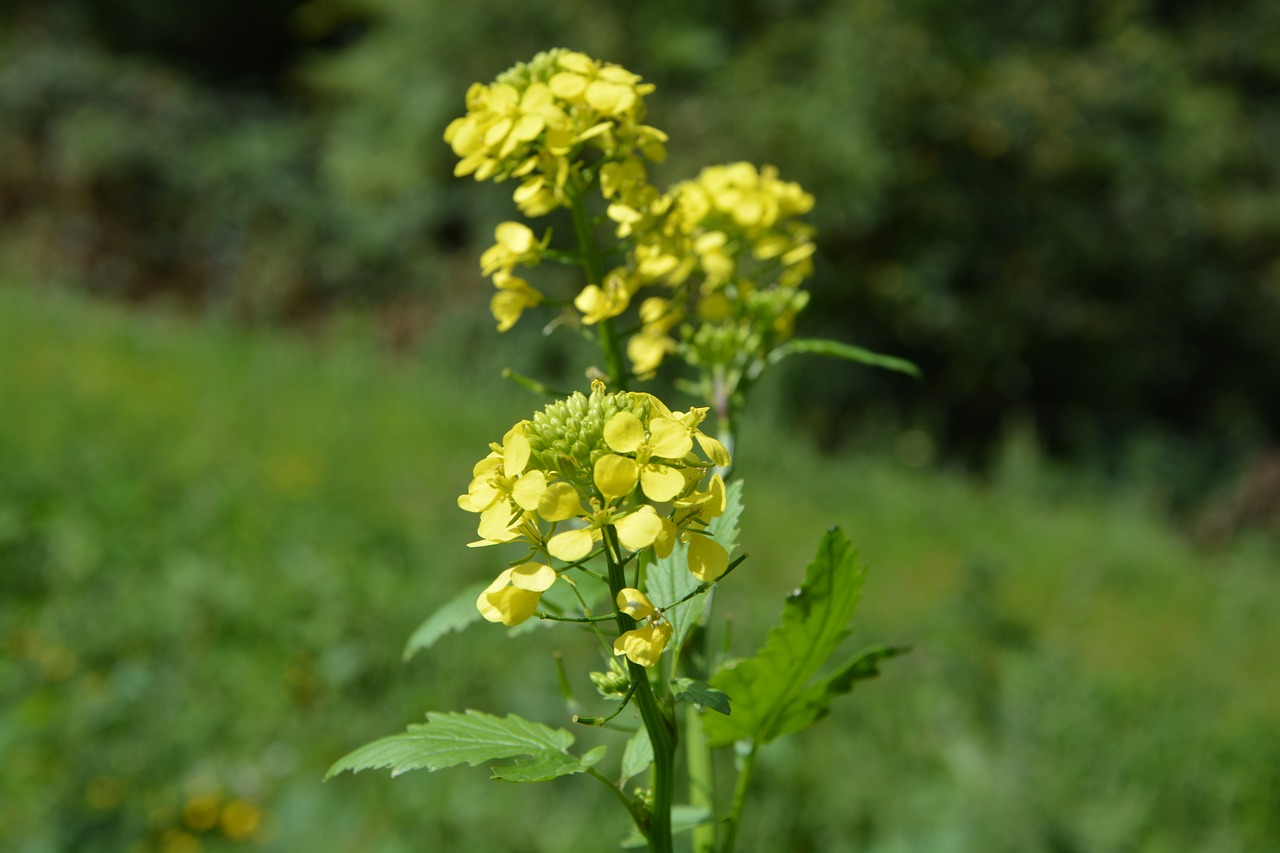 Image - yellow flowers prairie field pre