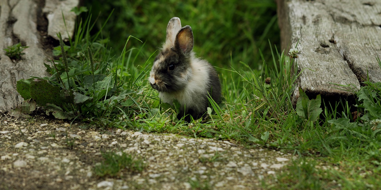 Image - rabbit wild nature young animal