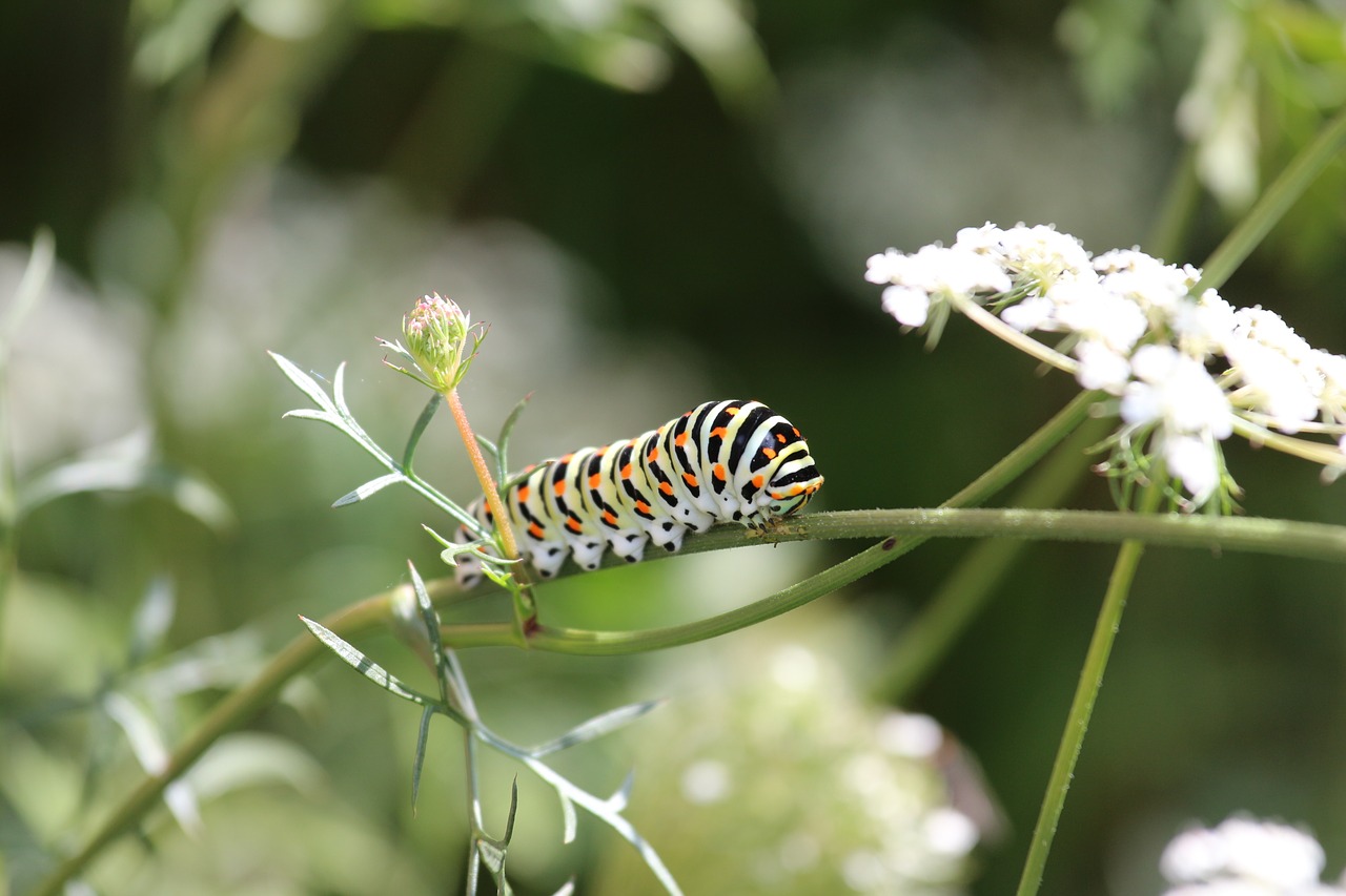 Image - caterpillar colorful pattern animal