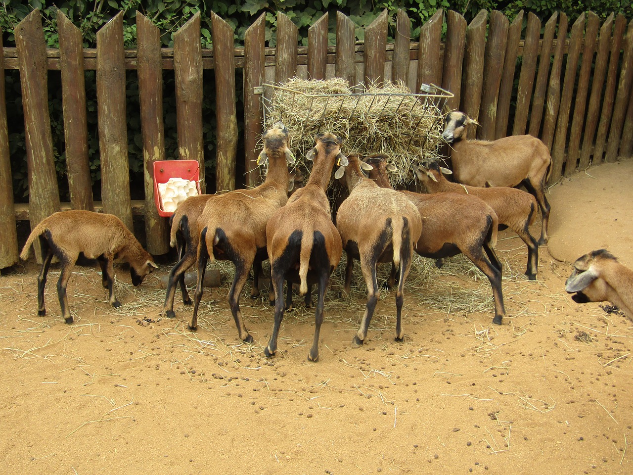 Image - goats hungry zoo happy feeding