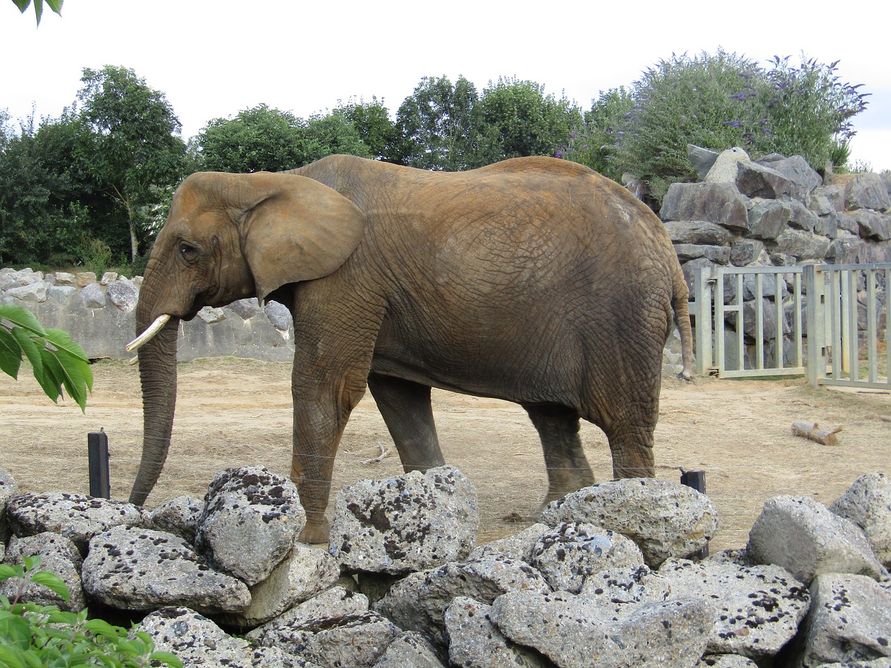 Image - elephant zoo walking