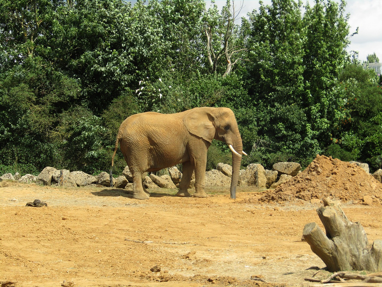 Image - elephant dusty zoo tusks