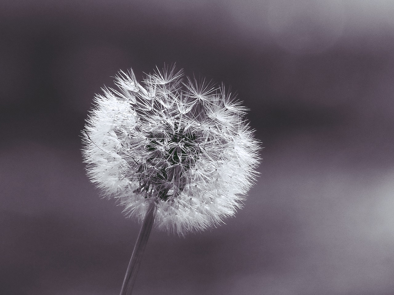 Image - dandelion plant close macro nature