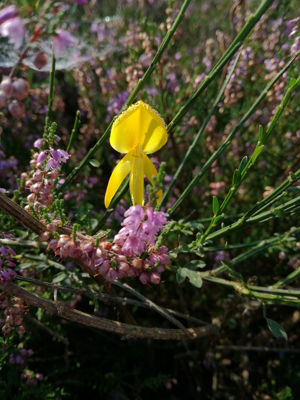 Image - broom blossom bloom heide