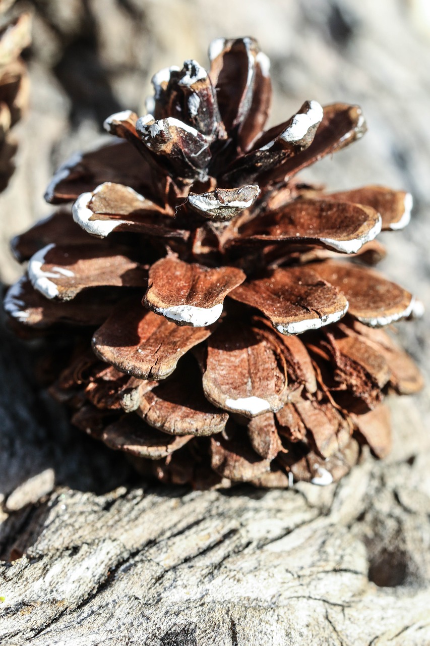 Image - pinecone nature macro