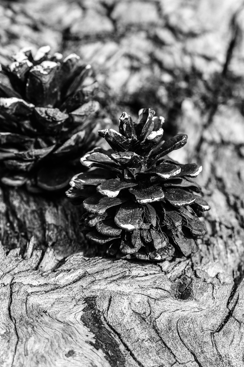 Image - pinecone black and white nature