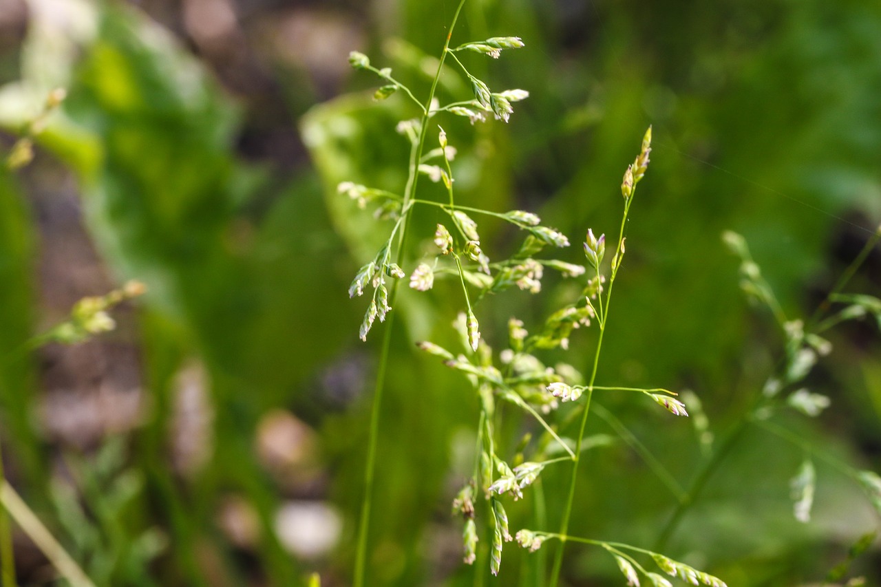 Image - straw growth plant nature