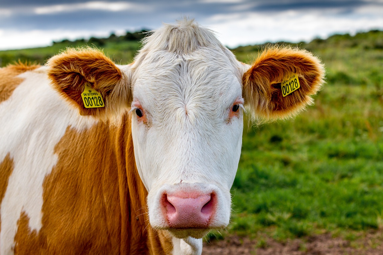 Image - cow denmark milk cow