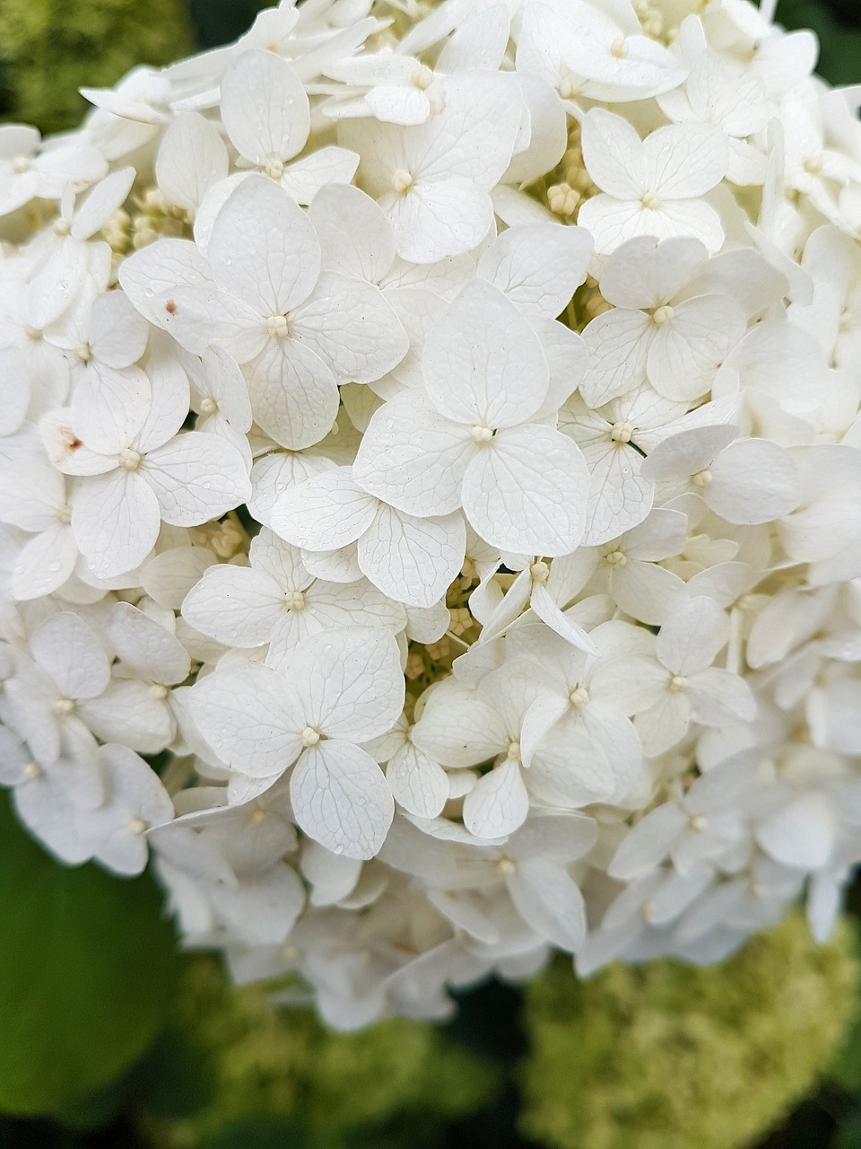 Image - bloom color botany bouquet bright