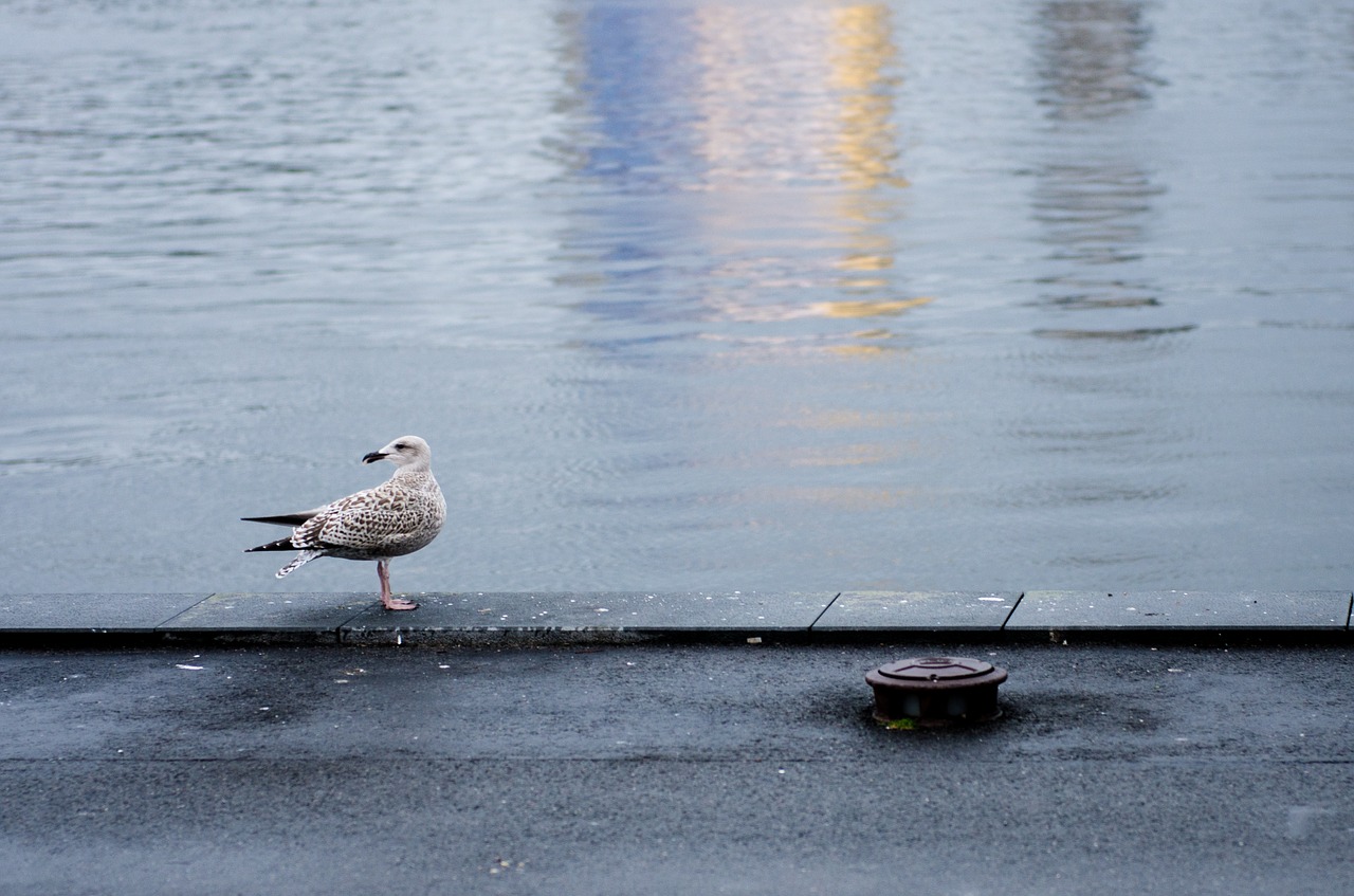 Image - harbour seagull bird water gull