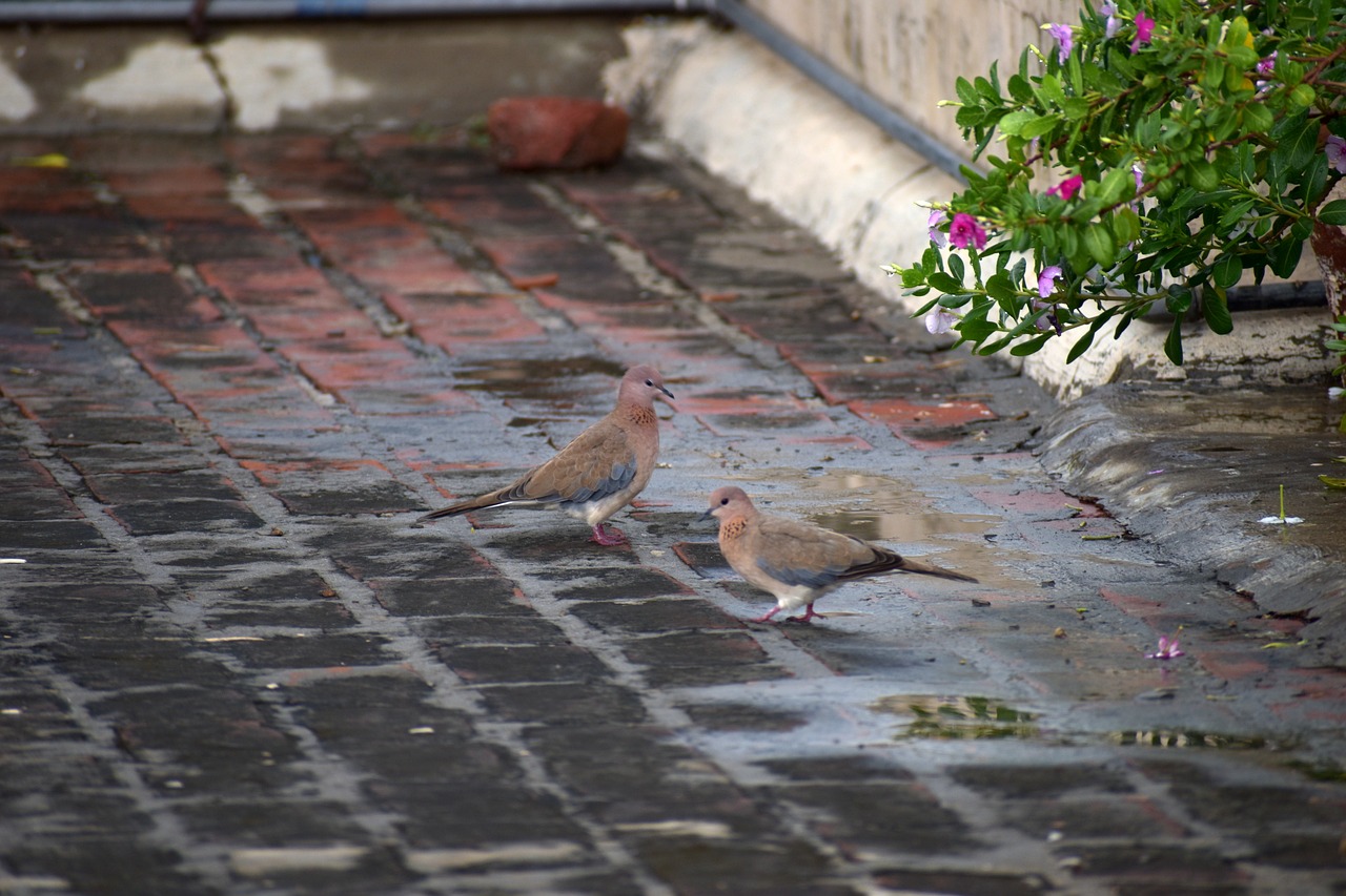 Image - duos doves indian dove