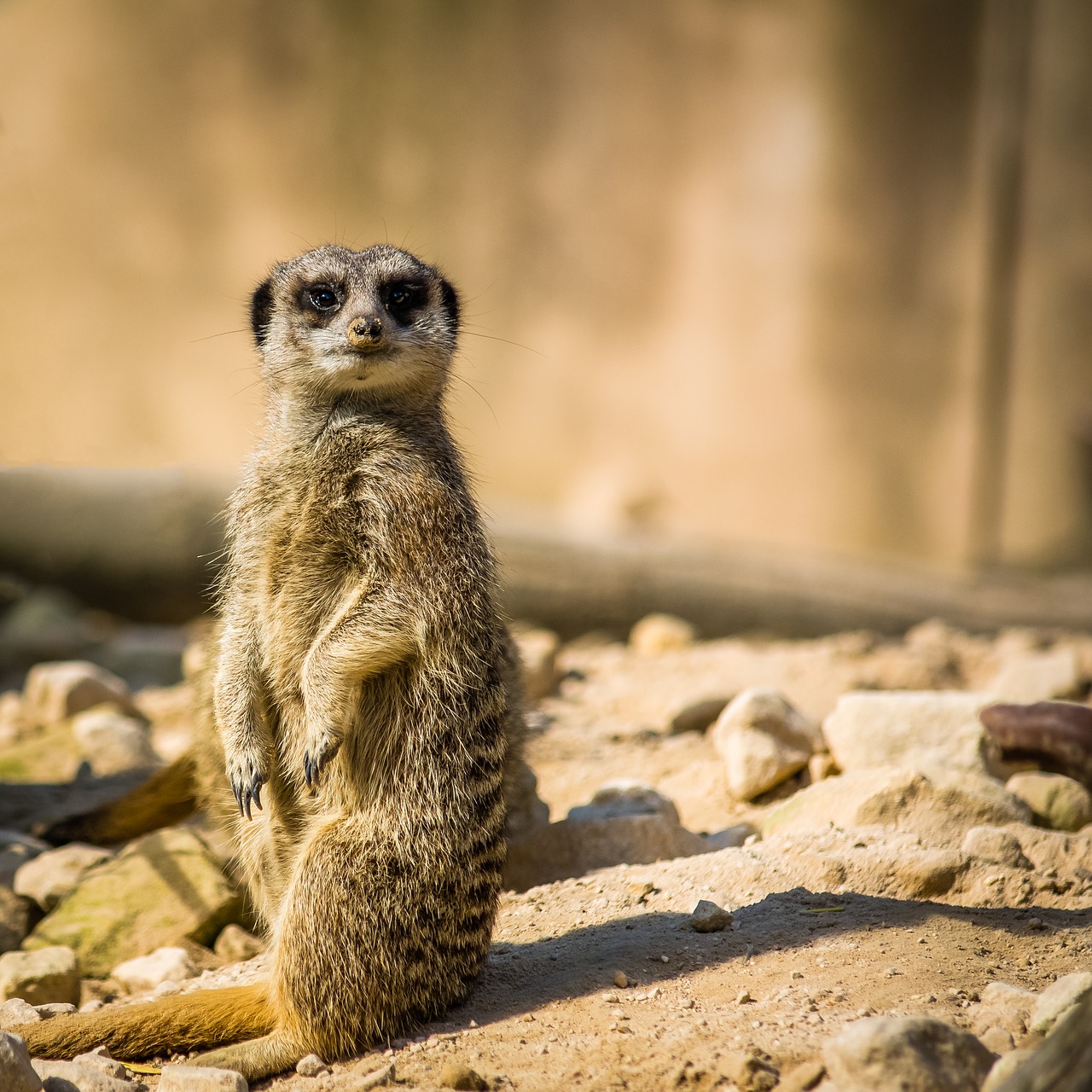 Image - meerkat mongoose nature animal zoo