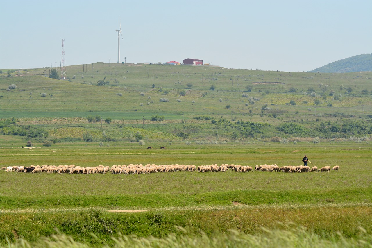 Image - wind sheep green