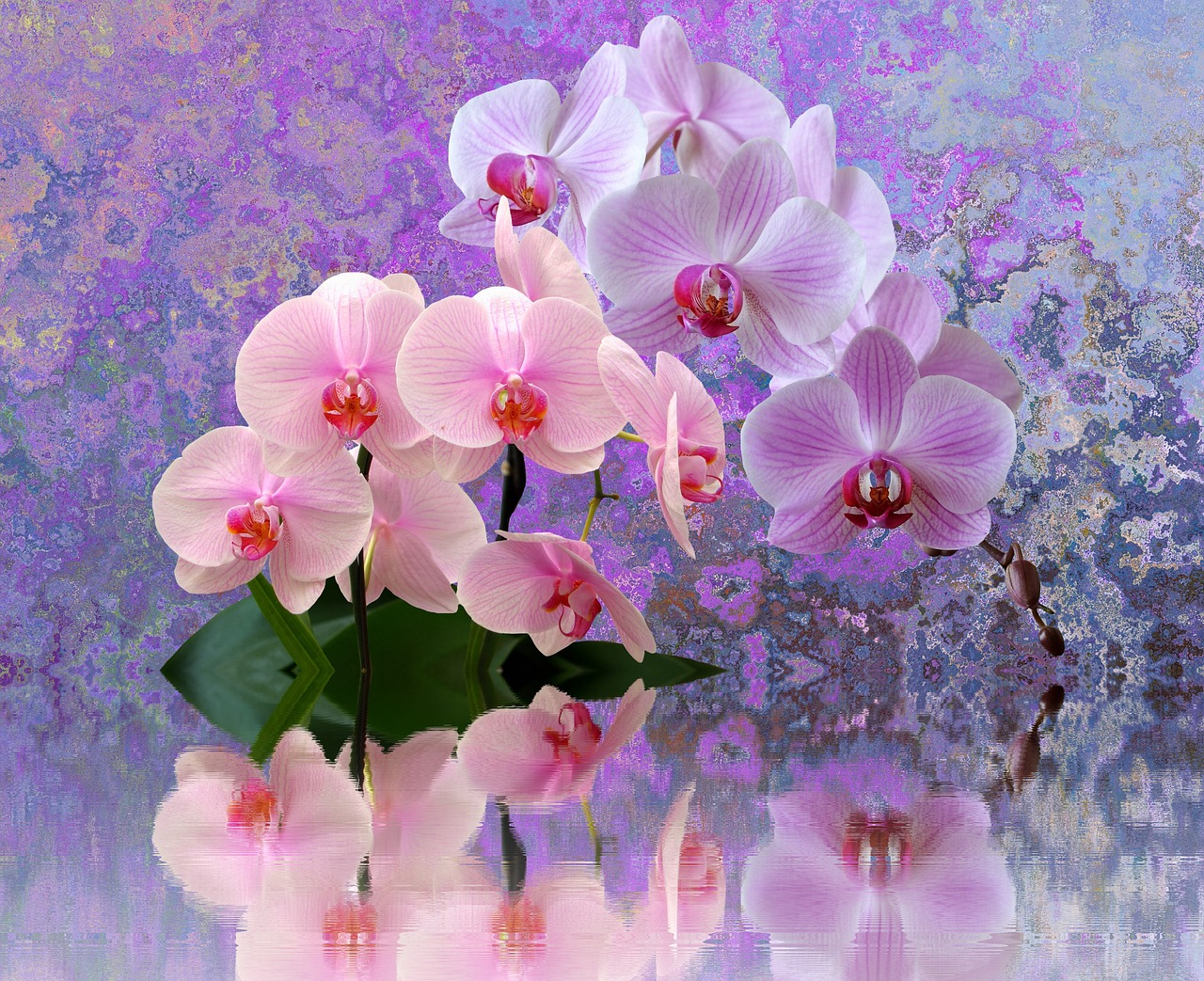 Image - orchids flowers orchideenblüte