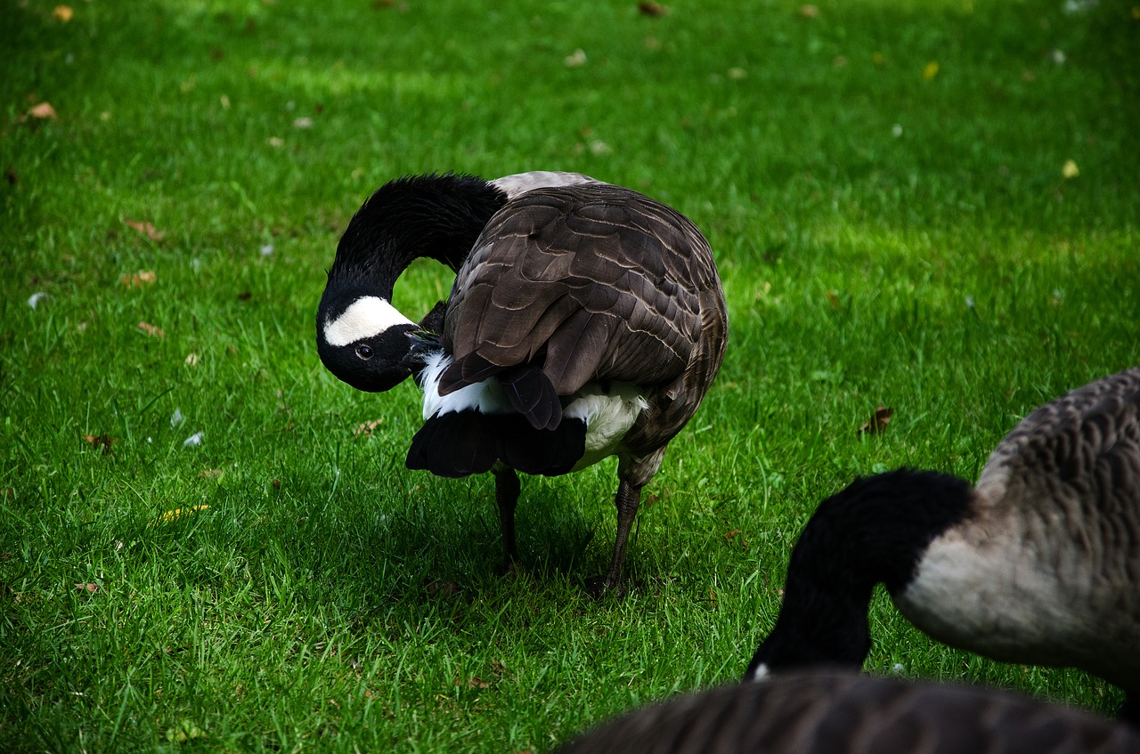 Image - duck grass meadow plumage feather