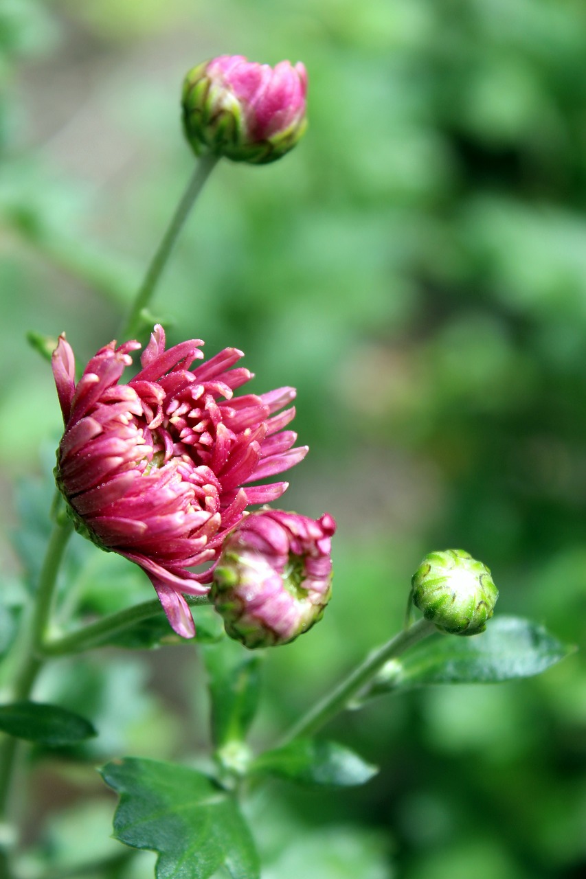Image - aster flowers blossom bloom plant