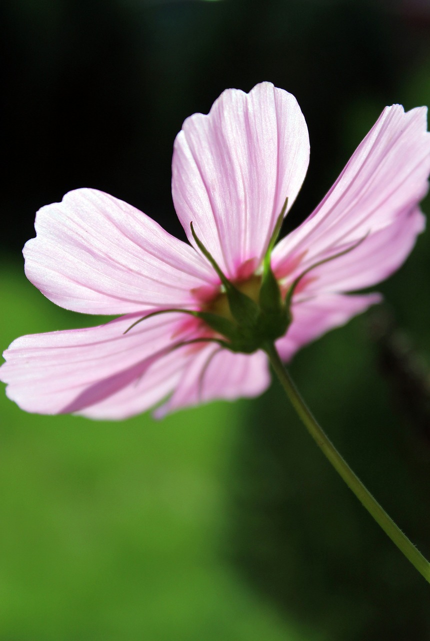 Image - pink flower flower against the light