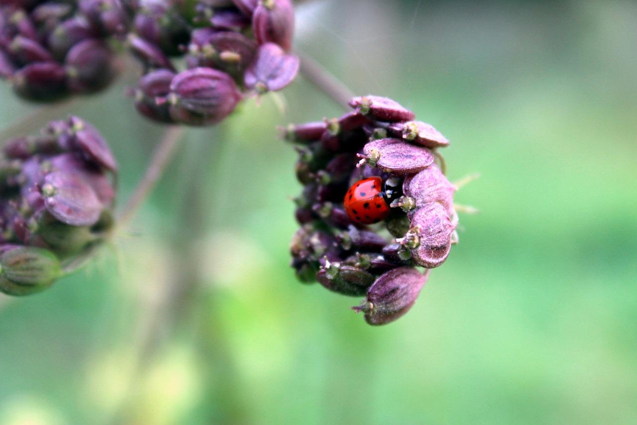 Image - ladybug blossom bloom nature close