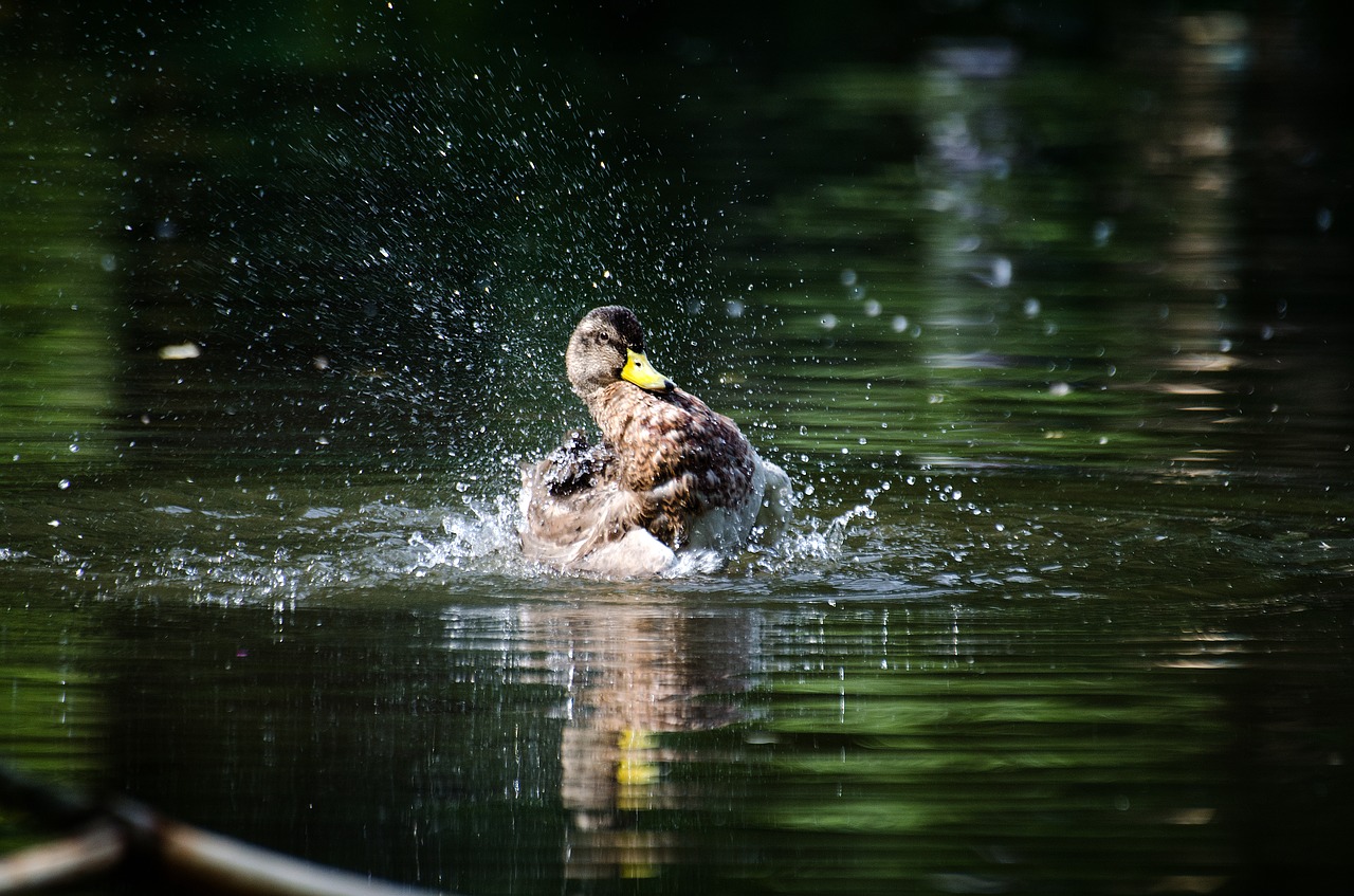 Image - duck water inject pond bird