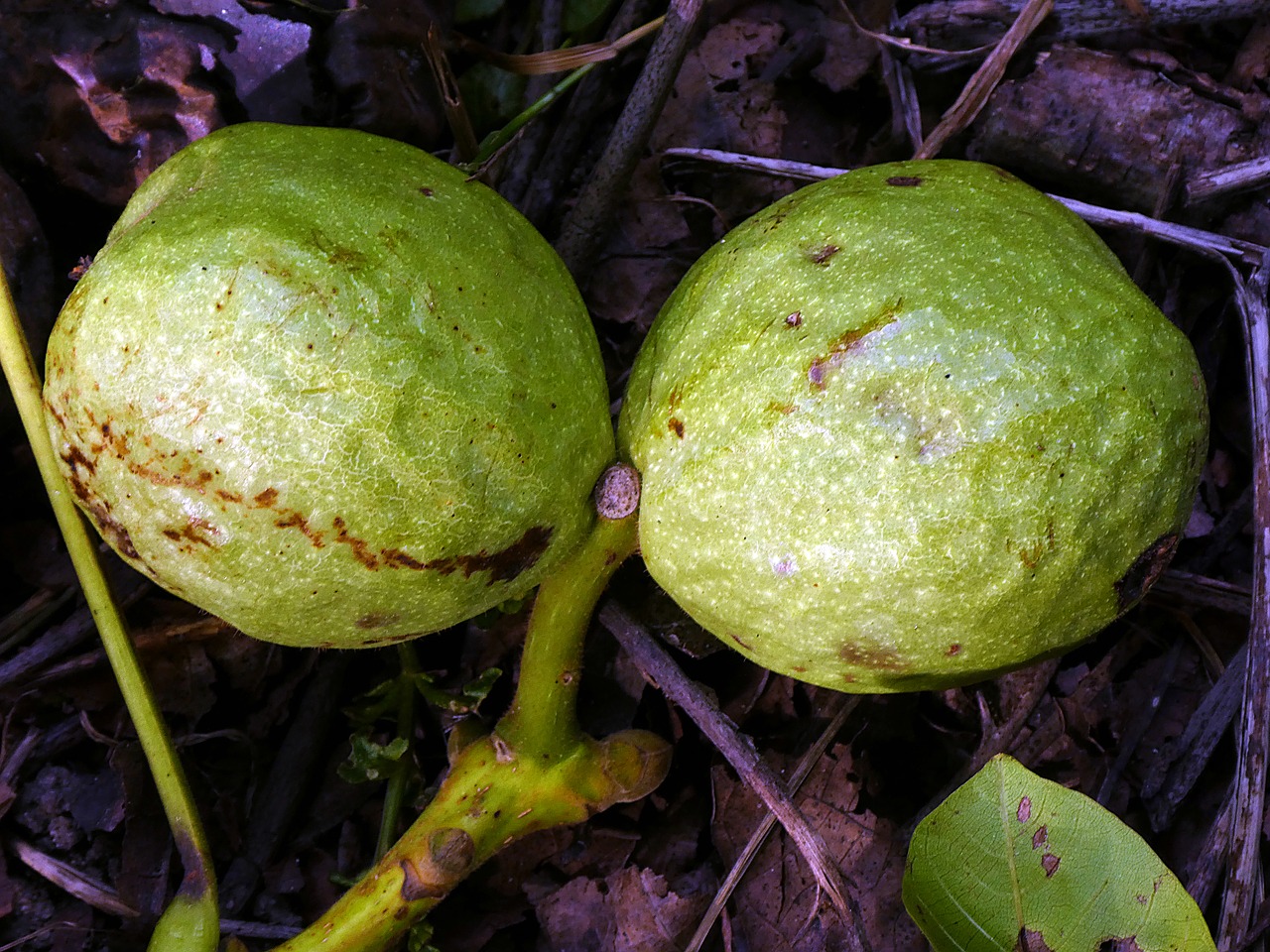 Image - nuts fruit nature green shell