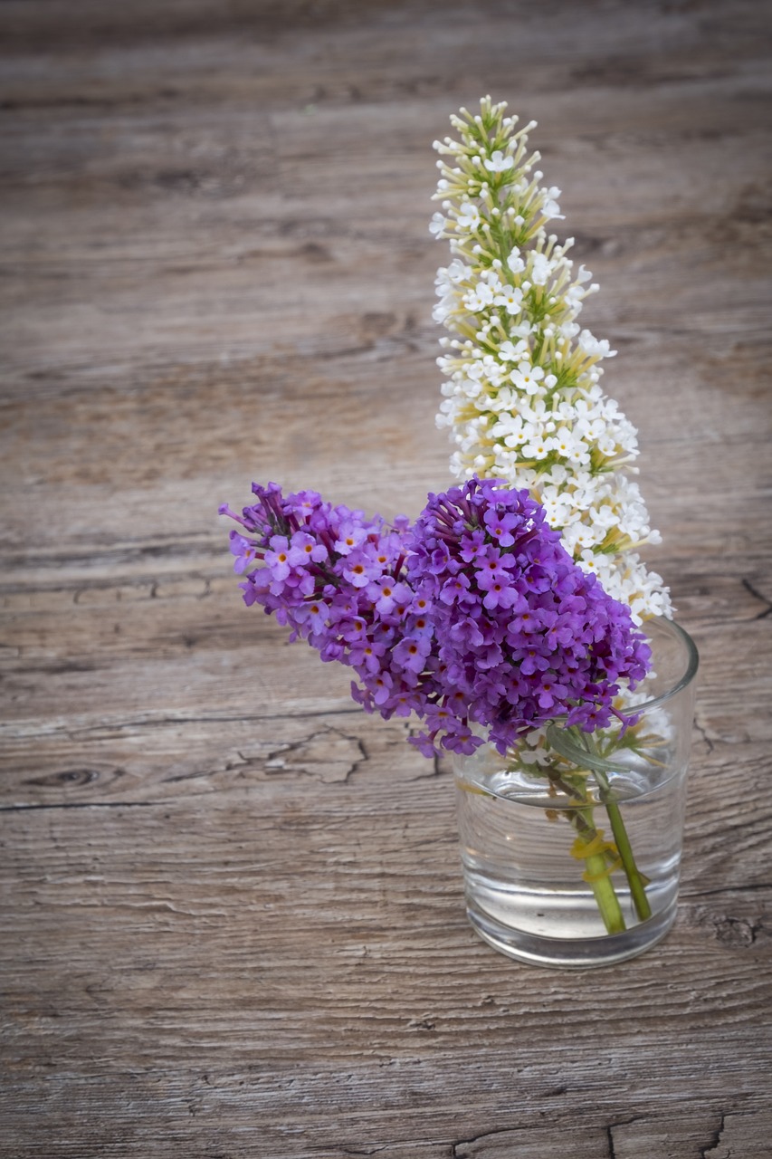 Image - summer lilac butterfly bush