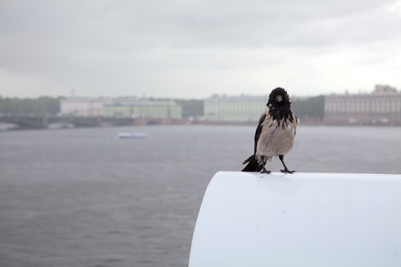 Image - crow rain st petersburg russia