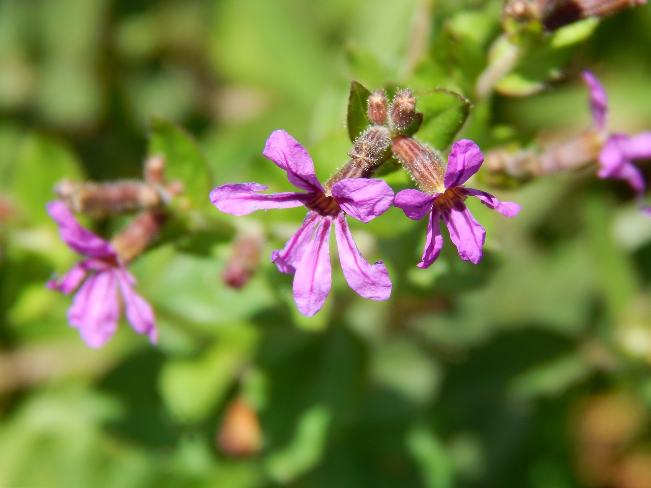 Image - flowers lilacs small wild