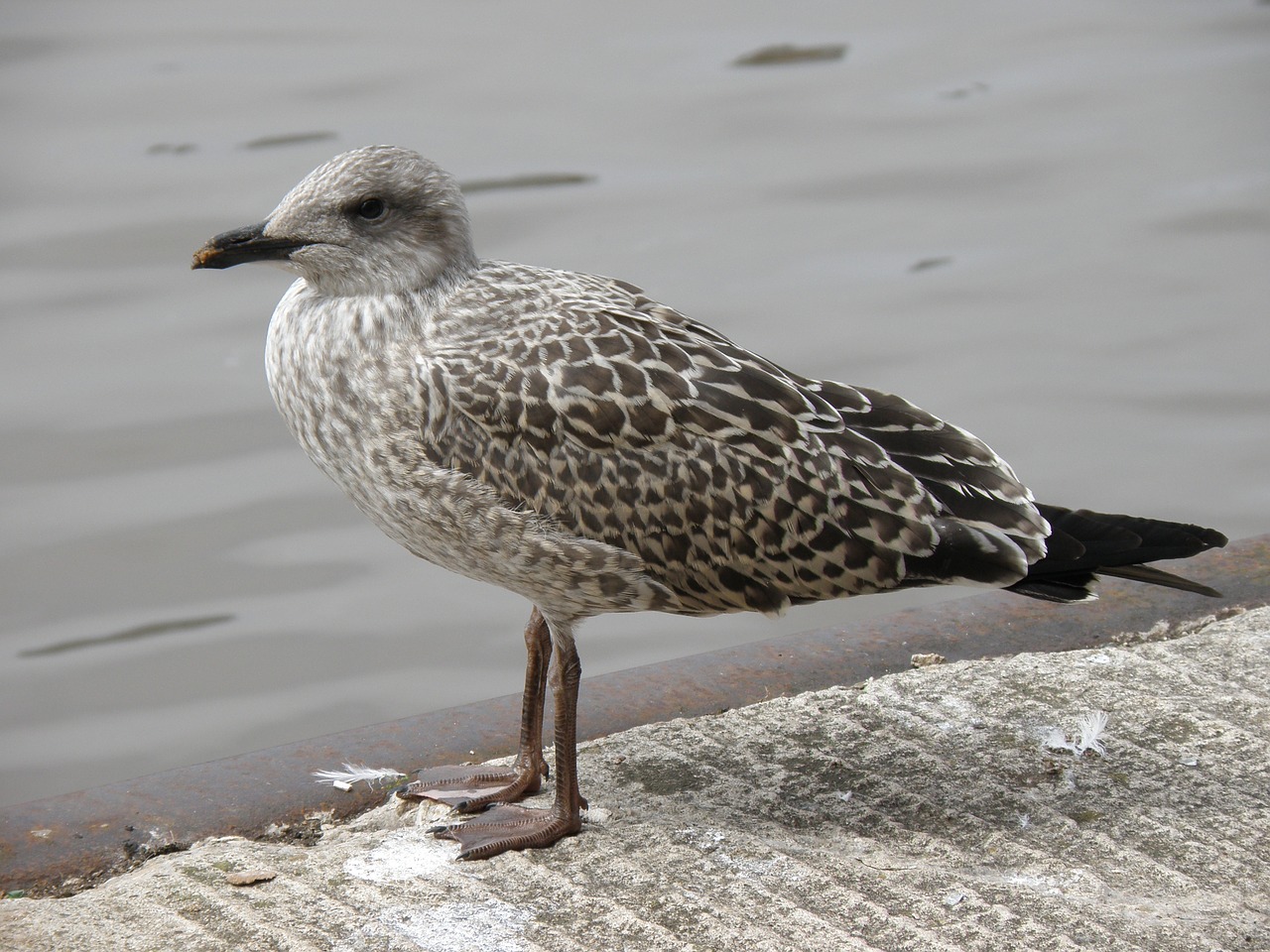 Image - seagull chick bird