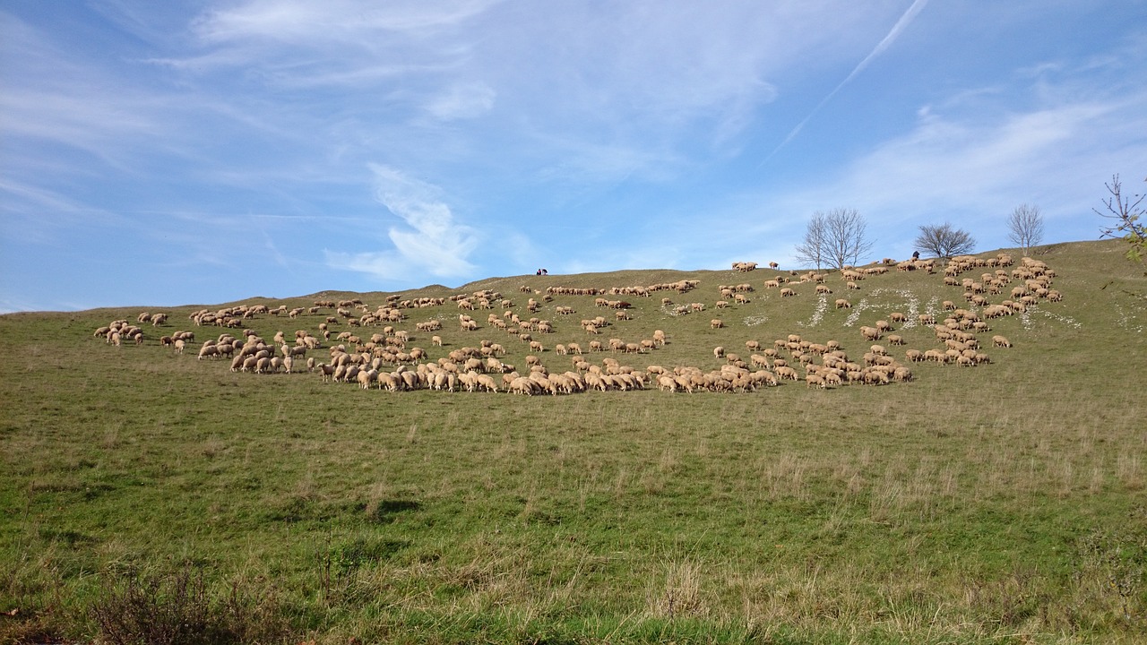 Image - sheep flock of sheep flock meadow