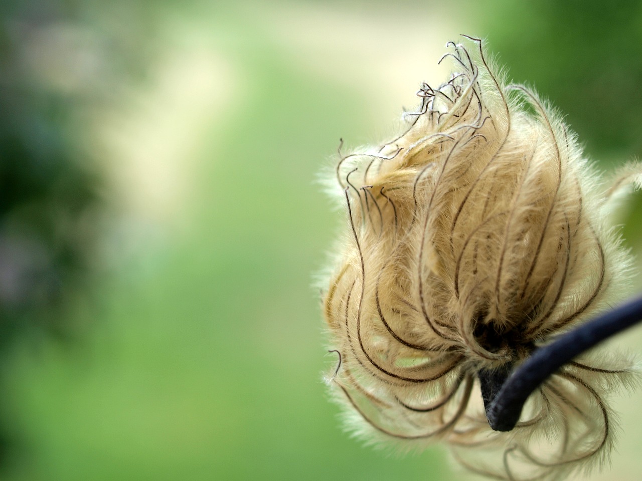 Image - clematis seed flower nature